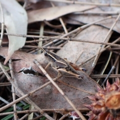 Phaulacridium vittatum at Cook, ACT - 19 Feb 2023