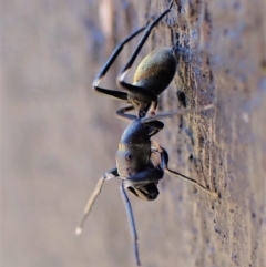 Myrmarachne luctuosa (Polyrachis Ant Mimic Spider) at Mount Painter - 19 Feb 2023 by CathB