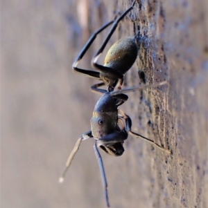 Myrmarachne luctuosa at Cook, ACT - 19 Feb 2023 02:03 PM