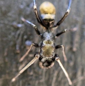 Myrmarachne luctuosa at Cook, ACT - 19 Feb 2023 02:03 PM