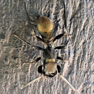 Myrmarachne luctuosa at Cook, ACT - 19 Feb 2023