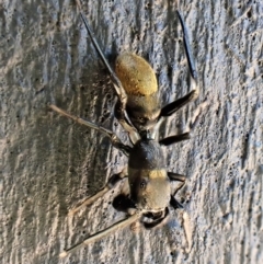 Myrmarachne luctuosa at Cook, ACT - 19 Feb 2023 02:03 PM