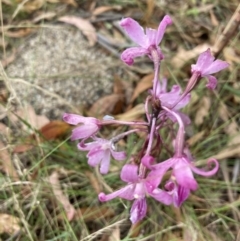 Dipodium roseum (Rosy Hyacinth Orchid) at Paddys River, ACT - 21 Feb 2023 by Jenny54