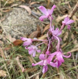 Dipodium roseum at Paddys River, ACT - suppressed