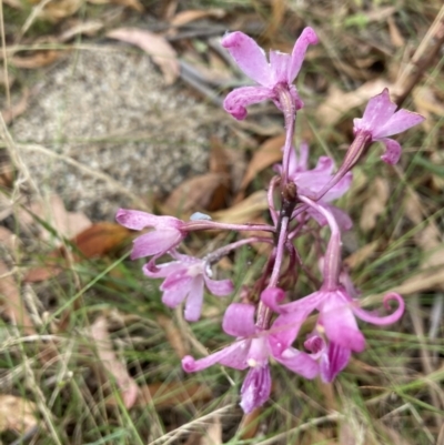 Dipodium roseum (Rosy Hyacinth Orchid) at Paddys River, ACT - 20 Feb 2023 by Jenny54