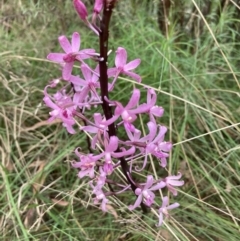 Dipodium roseum at Paddys River, ACT - suppressed