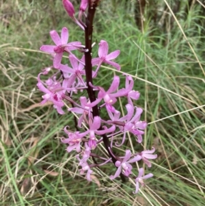 Dipodium roseum at Paddys River, ACT - 21 Feb 2023