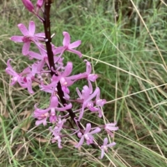 Dipodium roseum at Paddys River, ACT - 21 Feb 2023