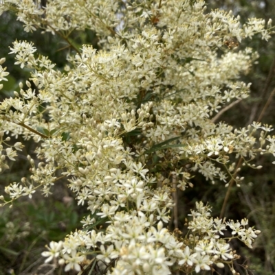 Bursaria spinosa subsp. lasiophylla (Australian Blackthorn) at Tidbinbilla Nature Reserve - 21 Feb 2023 by Jenny54