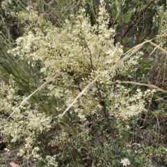 Bursaria spinosa subsp. lasiophylla at Paddys River, ACT - 21 Feb 2023