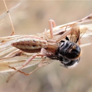 Runcinia acuminata at Cook, ACT - 19 Jan 2023 04:00 PM