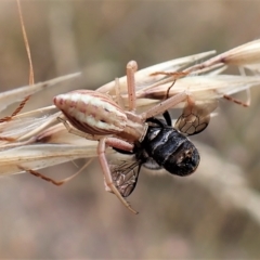 Runcinia acuminata at Cook, ACT - 19 Jan 2023 04:00 PM