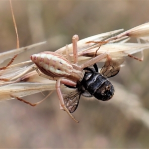 Runcinia acuminata at Cook, ACT - 19 Jan 2023