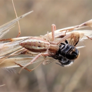 Runcinia acuminata at Cook, ACT - 19 Jan 2023 04:00 PM