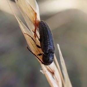 Eucnemidae (family) at Cook, ACT - 2 Feb 2023 09:43 AM