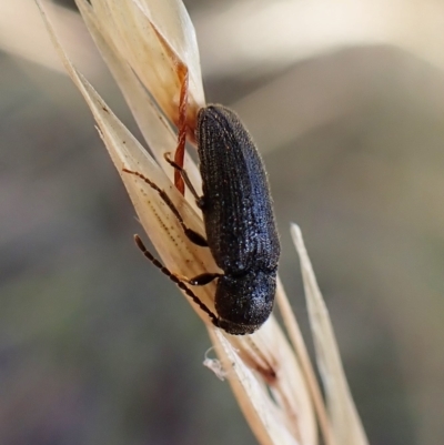 Eucnemidae (family) (False click beetles) at Aranda Bushland - 1 Feb 2023 by CathB