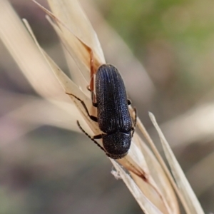 Eucnemidae (family) at Cook, ACT - 2 Feb 2023 09:43 AM