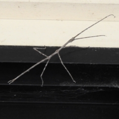 Acrophylla titan (Titan Stick Insect) at Burradoo, NSW - 12 Feb 2023 by GlossyGal