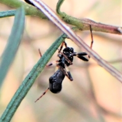 Cyclosa sp. (genus) (Trashline Orbweaver) at Aranda Bushland - 12 Jan 2023 by CathB