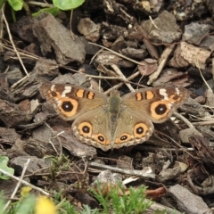 Junonia villida (Meadow Argus) at Wingecarribee Local Government Area - 18 Feb 2023 by GlossyGal