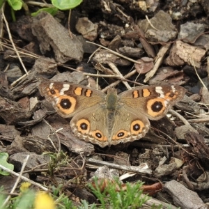 Junonia villida at Burradoo, NSW - suppressed