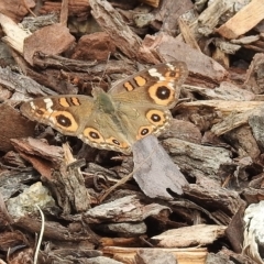 Junonia villida at Burradoo, NSW - suppressed