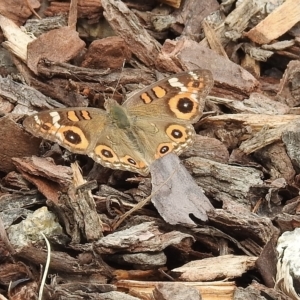 Junonia villida at Burradoo, NSW - 18 Feb 2023