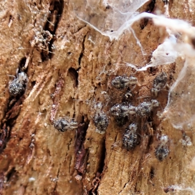 Psocodea 'Psocoptera' sp. (order) (Unidentified plant louse) at Aranda Bushland - 22 Jan 2023 by CathB