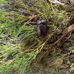 Dasygnathus trituberculatus (Rhinoceros beetle) at Aranda, ACT - 19 Feb 2023 by KMcCue