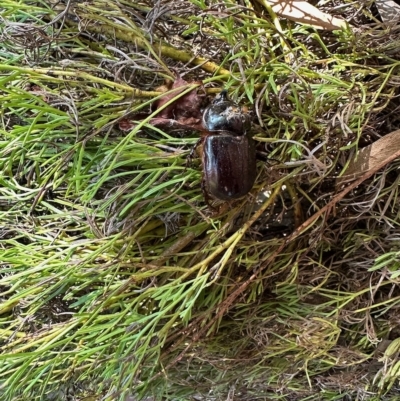 Dasygnathus sp. (Rhinoceros beetle) at Aranda, ACT - 19 Feb 2023 by KMcCue