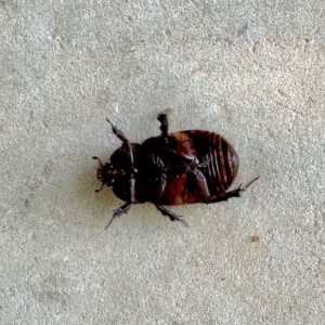 Dasygnathus sp. (genus) at Aranda, ACT - 20 Feb 2023