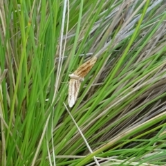 Chrysolarentia conifasciata (Broad-banded Carpet) at Namadgi National Park - 20 Feb 2023 by GirtsO