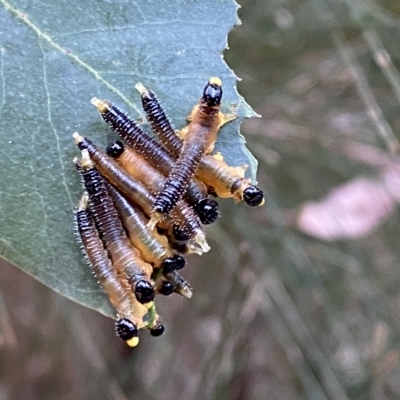 Pseudoperga sp. (genus) (Sawfly, Spitfire) at Wingecarribee Local Government Area - 19 Feb 2023 by GlossyGal