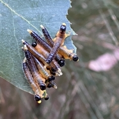 Unidentified Sawfly (Hymenoptera, Symphyta) (TBC) at Mittagong - 19 Feb 2023 by GlossyGal