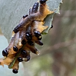 Pseudoperga sp. (genus) at Mittagong, NSW - 19 Feb 2023 06:33 PM