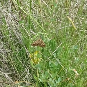 Chrysolarentia heliacaria at Booth, ACT - 21 Feb 2023 09:31 AM