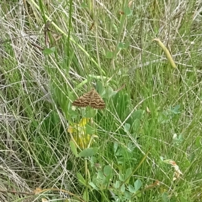 Chrysolarentia heliacaria (Heliacaria Carpet) at Booth, ACT - 21 Feb 2023 by GirtsO