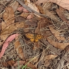 Geitoneura klugii (Marbled Xenica) at Namadgi National Park - 20 Feb 2023 by GirtsO