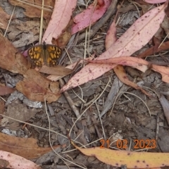 Geitoneura klugii (Marbled Xenica) at Namadgi National Park - 20 Feb 2023 by GirtsO