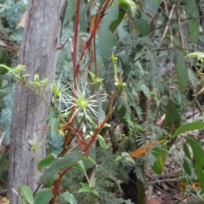 Clematis aristata (Mountain Clematis) at Booth, ACT - 20 Feb 2023 by GirtsO