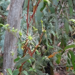 Clematis aristata at Booth, ACT - 21 Feb 2023