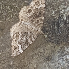 Chrysolarentia imperviata (Elusuve Carpet) at Lower Cotter Catchment - 20 Feb 2023 by Harrisi