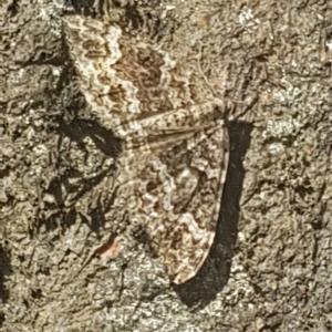 Chrysolarentia imperviata at Coree, ACT - 20 Feb 2023