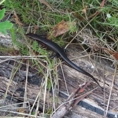 Pseudemoia entrecasteauxii (Woodland Tussock-skink) at Booth, ACT - 20 Feb 2023 by GirtsO