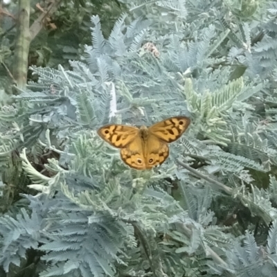 Heteronympha merope (Common Brown Butterfly) at Booth, ACT - 21 Feb 2023 by GirtsO