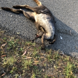 Osphranter robustus robustus at Bruce, ACT - 21 Feb 2023 07:48 AM