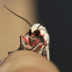 Ardices canescens (Dark-spotted Tiger Moth) at Higgins, ACT - 21 Feb 2023 by AlisonMilton