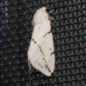 Ardices canescens at Higgins, ACT - 21 Feb 2023 06:59 AM