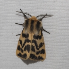 Ardices curvata (Crimson Tiger Moth) at Higgins, ACT - 21 Feb 2023 by AlisonMilton