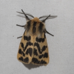 Ardices curvata (Crimson Tiger Moth) at Higgins, ACT - 20 Feb 2023 by AlisonMilton